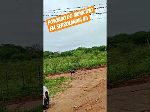 MUNICÍPIO POVOADO DE SERROLANDIA BA #shortvideo #festasreligiosas #saboresdaroca #nordeste