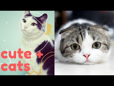 Cute cat compilation 2019 - Funny pet Cats compilation