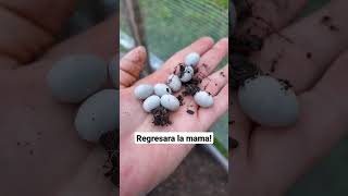 esta es la historia de los lagartijas#huevos#encontrehuevosdelagartija#naturaleza