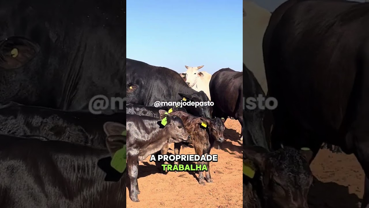 MATERNIDADE #manejodepasto  #fazenda #cria #bezerro #pecuaria