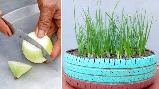 Try growing onions in a new way and unexpected results, growing onions at home