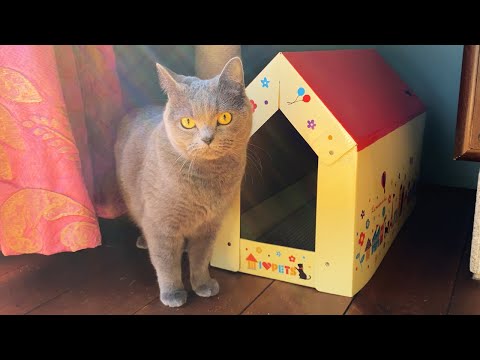 11 months after rescue cat adoption | new cardboard cat house | British Shorthair