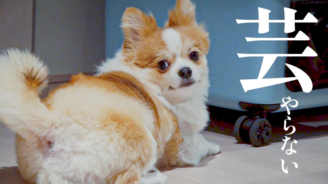 芸は絶対やらない今月の虎太郎をお納めください。