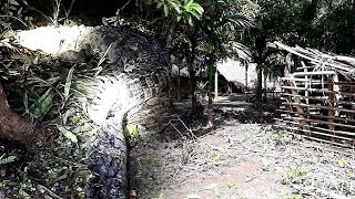 Kronologi Siswi SD di NTT Diterkam Buaya di Belakang Rumah, Sang Ayah Coba Selamatkan Tapi Gagal