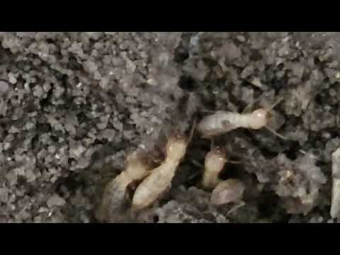 Subterranean Termites Found in the Garage in Pine Beach, NJ