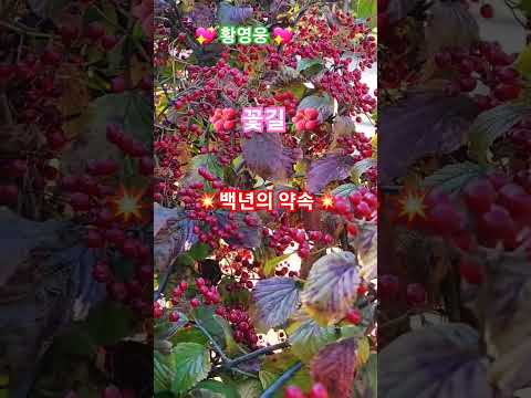 황영웅 ❣️ 백년의약속 #꽃길 #명품보이스 #불타는 트롯맨