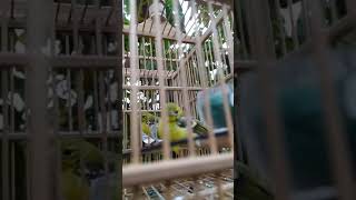 Download lagu anakan burung sirtu / cipoh ngeriwik belajar bunyi #short mp3