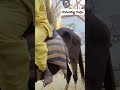 రామయ్య గుర్రం #latest#kadapa#trending#shorts #pets #animals #horse#horselovers@Nanddy_Vlogsfromకడప