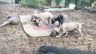 Chippiparai Puppies Videos