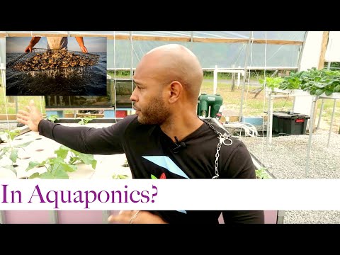 OYSTERS AND CLAMS IN AQUAPONICS?