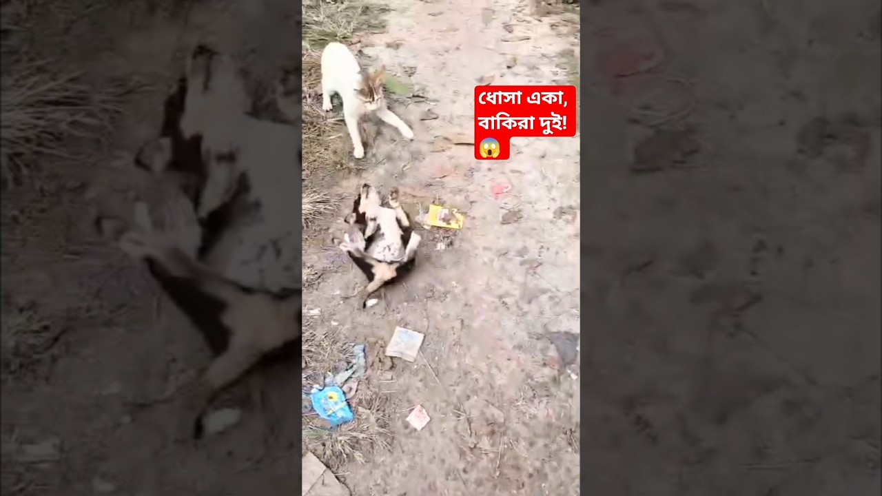 ধোসা বনাম চেকু ও নান্তা: এক বনাম দুই! 😼🆚🐶 #Shorts #Dhosa #Viral