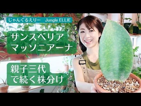 園芸 偽サバンナ・ピンパーネル、大輪リンダーニー、天使の涙、ブルーヌムラリア