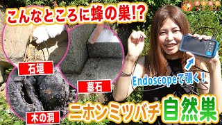 こんなところに蜂の巣！？ニホンミツバチの自然巣を３つ紹介！