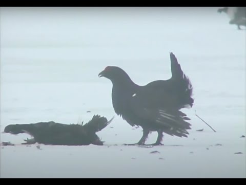 The Crazy Rackelhahn (Rackelwild) - Rakkelhanen (English subtitles)