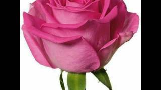 TE AMO TE QUIERO DAVID LEE GARZA