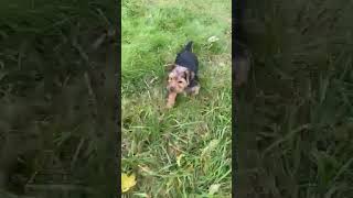Video preview image #3 Yorkshire Terrier Puppy For Sale in WARSAW, IN, USA