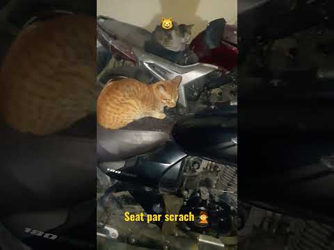 cat scratch my bike seat|| billi ne bike ki seat kharab krdi