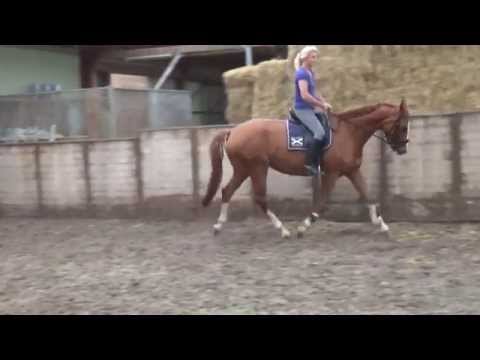 Belissimo - Sandro Hit