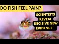 Do Fish Feel Pain? Striking new evidence says yes