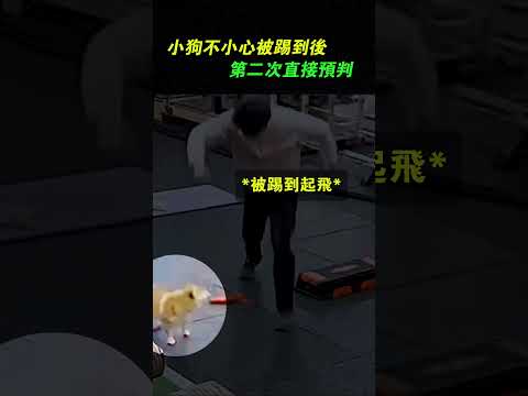 小狗已經學會了提前預判（@SuperMan_Bian）