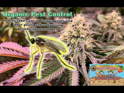 Organic Pest Control: Using Beneficial Nematodes to Get Rid of Fungus Gnats and Other Soil  Pests
