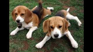 Drink Puppy Drink - Folly Bridge