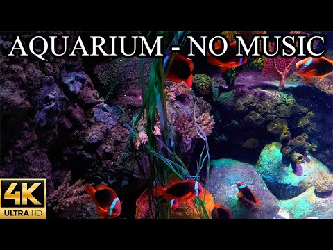 Coral Reef AQUARIUM 4K NO Music NO Ads - 8 Hours | Underwater Ambience