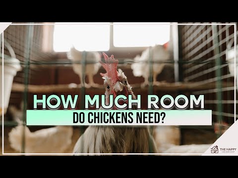 How Much Room Do Chickens Need