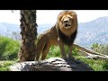 Big Male Lion Roaring Sound San Diego Zoo Safari Park California