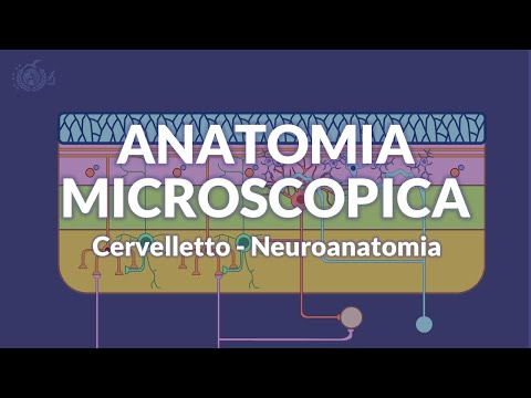 CERVELLETTO - Anatomia microscopica - Neuroanatomia