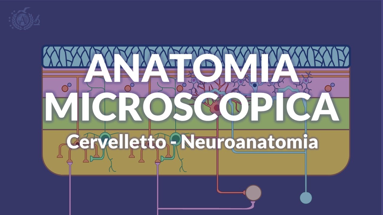 CERVELLETTO - Anatomia microscopica - Neuroanatomia
