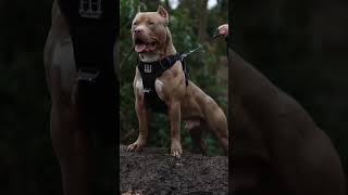 Pitbull dog Whatsapp status 🔥 video || #viralshorts #trending #youtube #doglover #dogfight #dogfigh