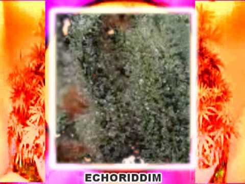 RAS I MEETS THE BUSH CHEMISTS -  cease fire - uksound