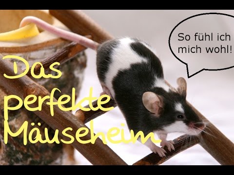 So fühlen sich eure Farbmäuse wohl - Das perfekte Gehege