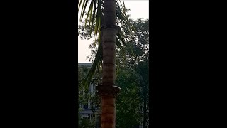 Como uma cobra faz para escalar uma palmeira