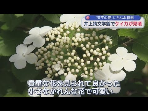 YouTube Video 鑑真ゆかりの地だけに植えられた珍しい花「ケイカ」が見頃　静岡・長泉町の井上靖文学館