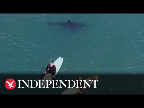 Great white sharks swim metres away from surfers at packed California beach