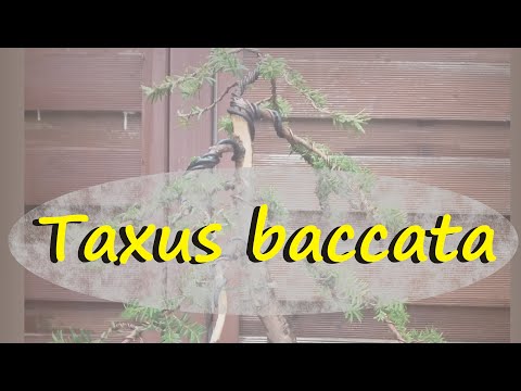 Neue Eibe - Erstgestaltung