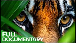 Indonesia&#39;s Epic Adventure: Quest for the Last Dragon