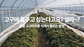 본 밭 고구마모종 심기 전 후  물 주는 방법이 설마~?