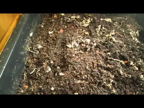 Vermicomposting: Harvest Day!  (Part 1)