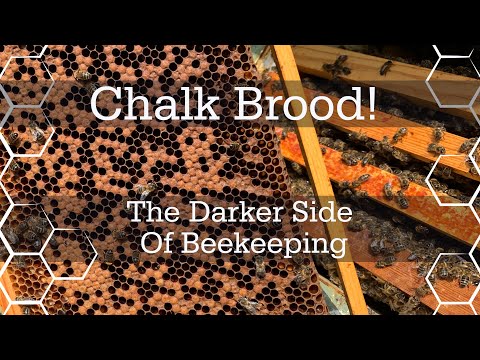 Dealing with bad Chalkbrood - The darker side of beekeeping!