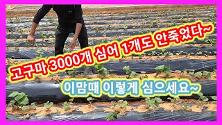 고구마 3000개심어 1개도 안죽은 이유~