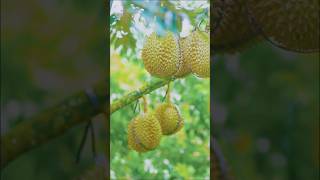 Download lagu 50 Hektar Durian Premium Sekali Panen 25 Ton mp3
