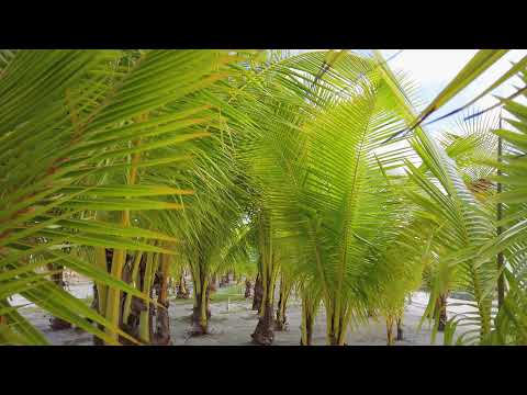 Palm Trees walkthrough. Free Stock Footage. 4K