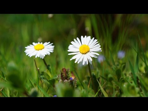 Kleine Kräuterkunde: Gänseblümchen (mit Ruth Pfennighaus)