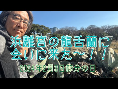 哲学科 浜離宮の龍舌蘭に会いました！