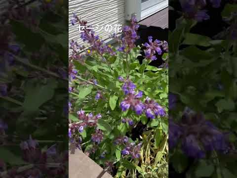 スローガーデニングトレンド運動とは何ですか 自然に近いオーガニックエコロジーガーデン