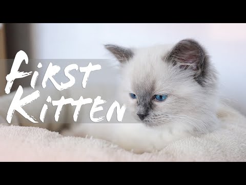 HOW TO PREPARE your home for a KITTEN | Ragdolls Pixie and Bluebell