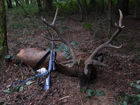 Abnormer alter, starker Hirsch, Brunft Ungarn 2022